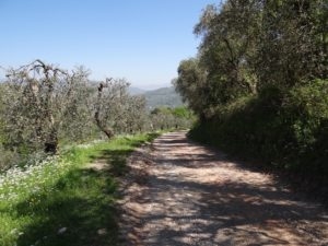 cycling tour by mountain-bike in Monsummano